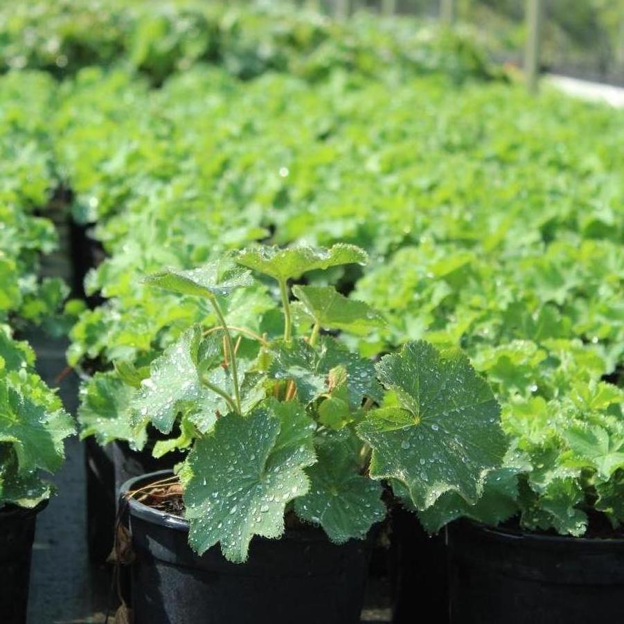 Alchemilla mollis 'Thriller' - Lady's Mantle from Great Lakes Landscape Supply