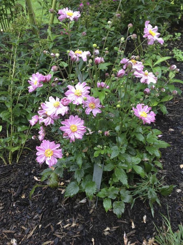 Anemone Fantasy&trade; Pocahontas