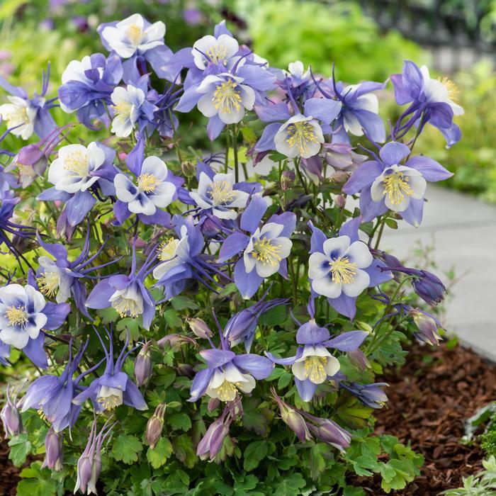Aquilegia caerulea Earlybird&trade; Blue White