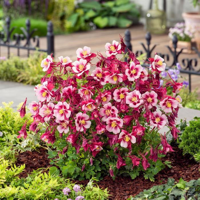 Aquilegia caerulea Earlybird&trade; Red White