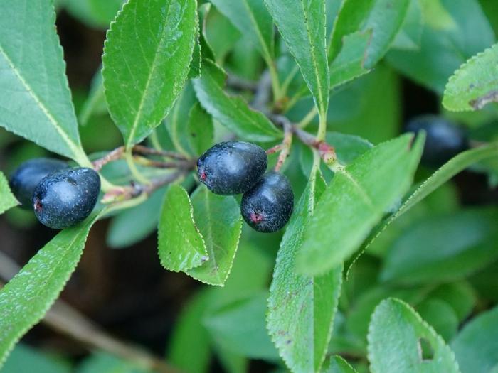 Aronia melanocarpa Ground Hug&reg;