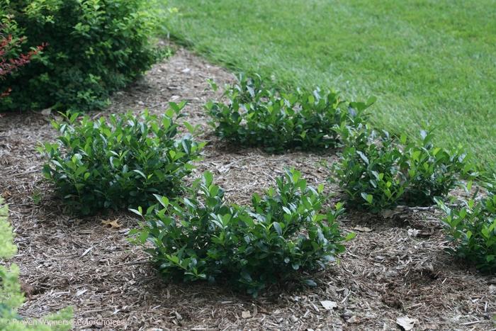 Aronia melanocarpa Low Scape Mound&reg;