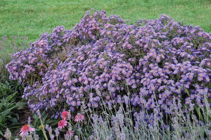 Aster Kickin&reg; Lilac Blue
