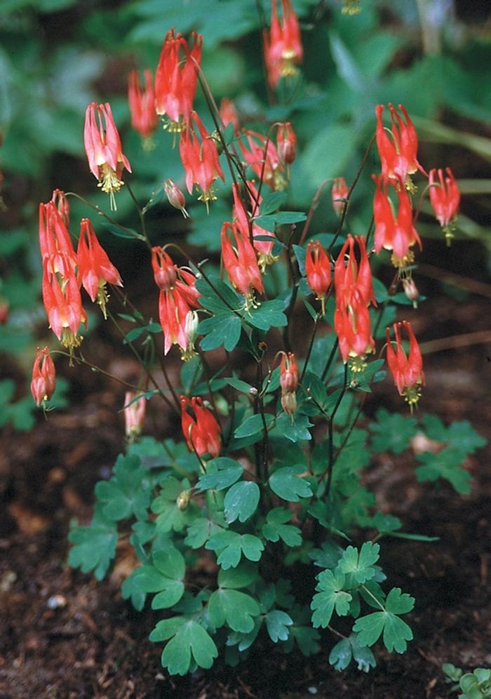 Aquilegia canadensis Little Lanterns