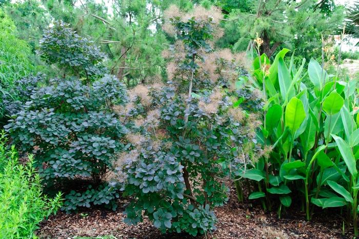 Cotinus coggygria Velvet Cloak
