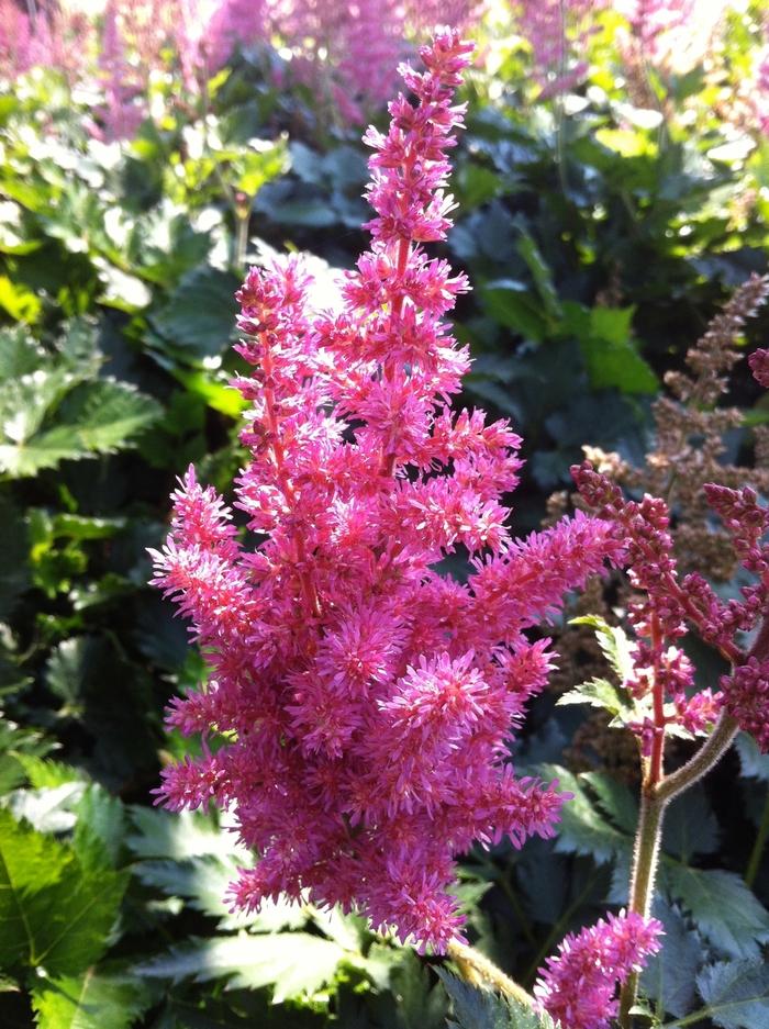 Astilbe chinensis Little Vision in Pink