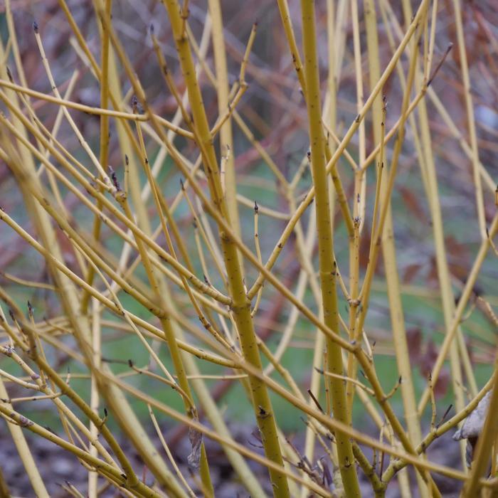 Cornus stolonifera Arctic Fire&reg; Yellow 