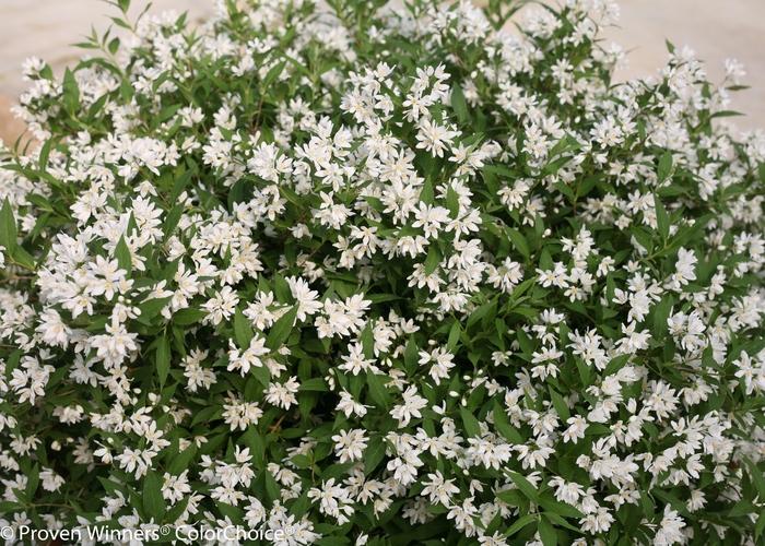 Deutzia Yuki Snowflake&reg;