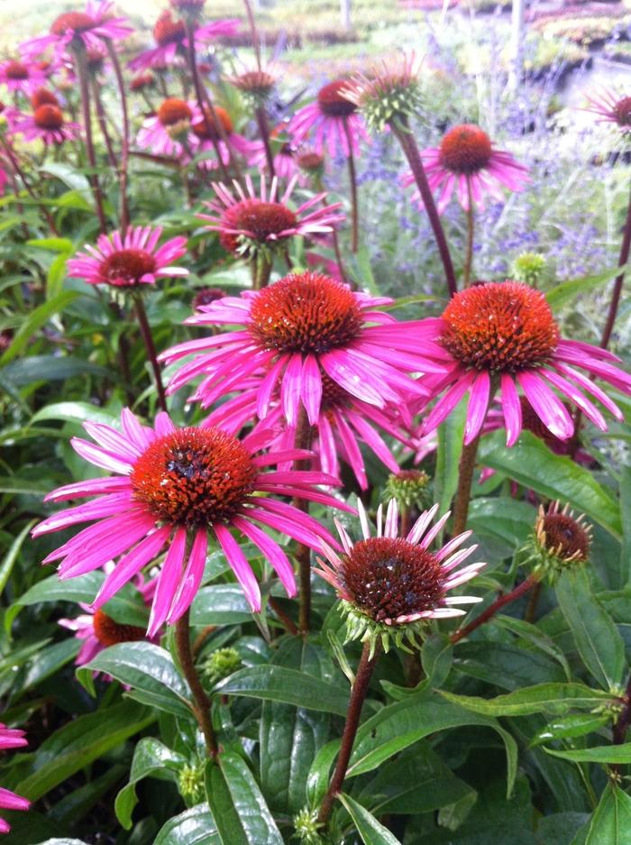 Echinacea purpurea Pica Bella