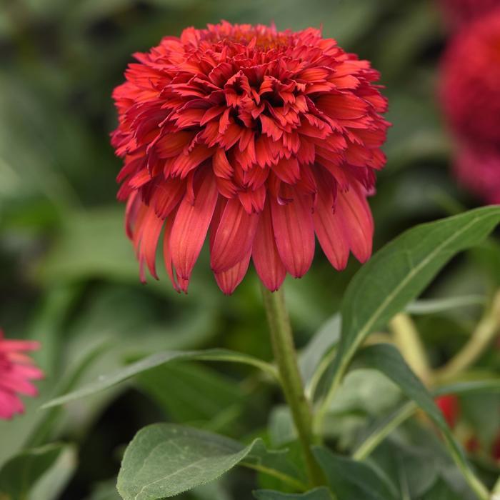 Echinacea Double Scoop&trade; Raspberry Deluxe