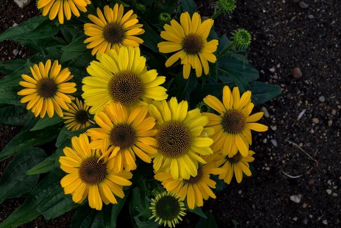 Echinacea Color Coded&trade; Yellow My Darling