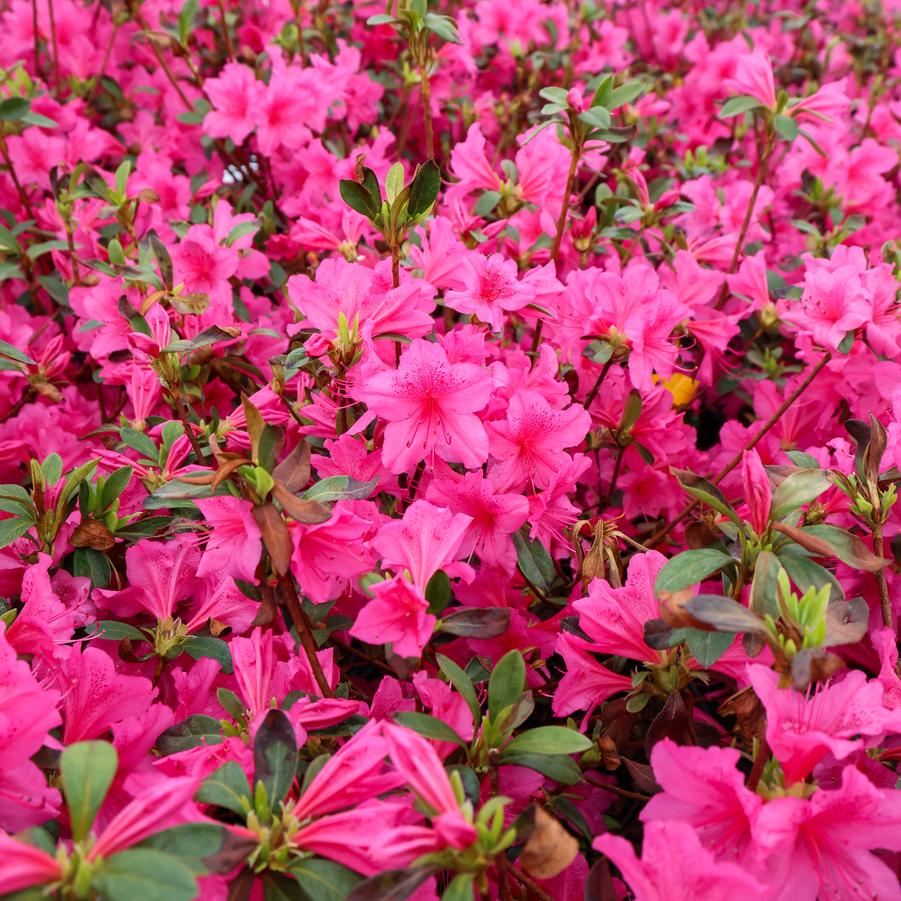 Rhododendron Gable hybrid 'Boudoir' - Azalea from Great Lakes Landscape Supply