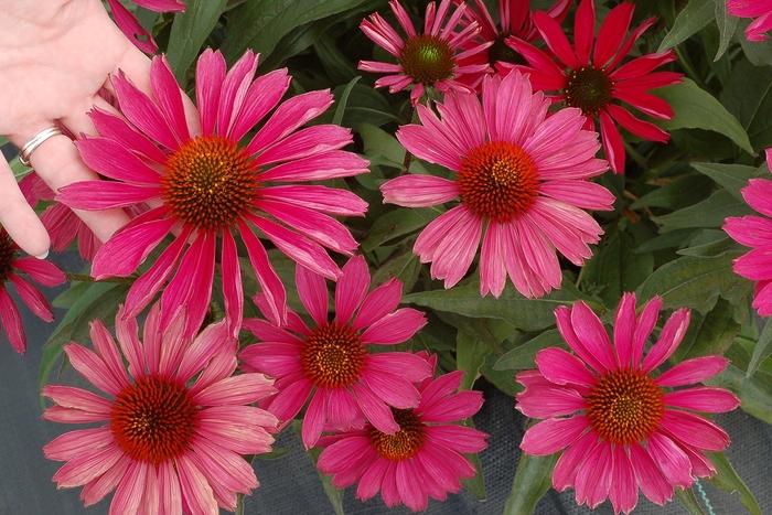 Echinacea Kismet&reg; Raspberry