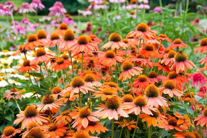 Echinacea Sombrero&reg; Adobe Orange