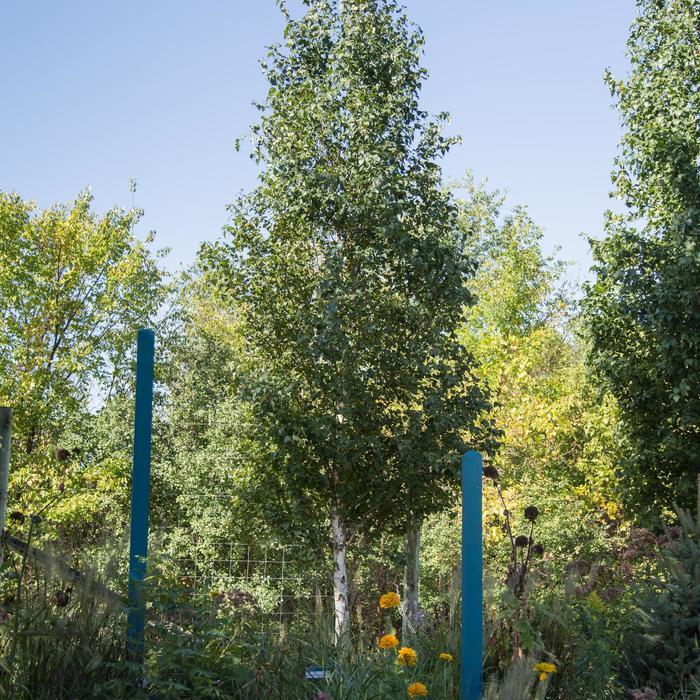 Betula platyphylla Parkland Pillar&reg;
