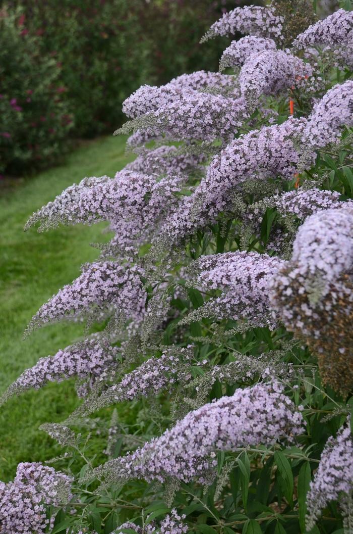 Buddleia Grand Cascade