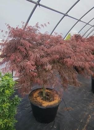 Acer palmatum var. dissectum Red Select