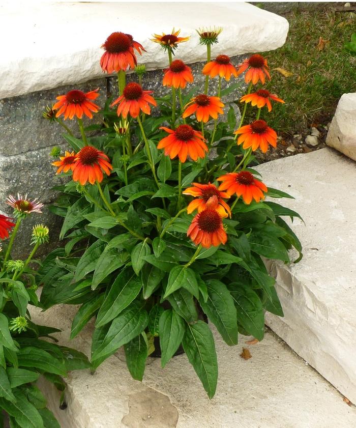 Echinacea Sombrero&reg; Flamenco Orange