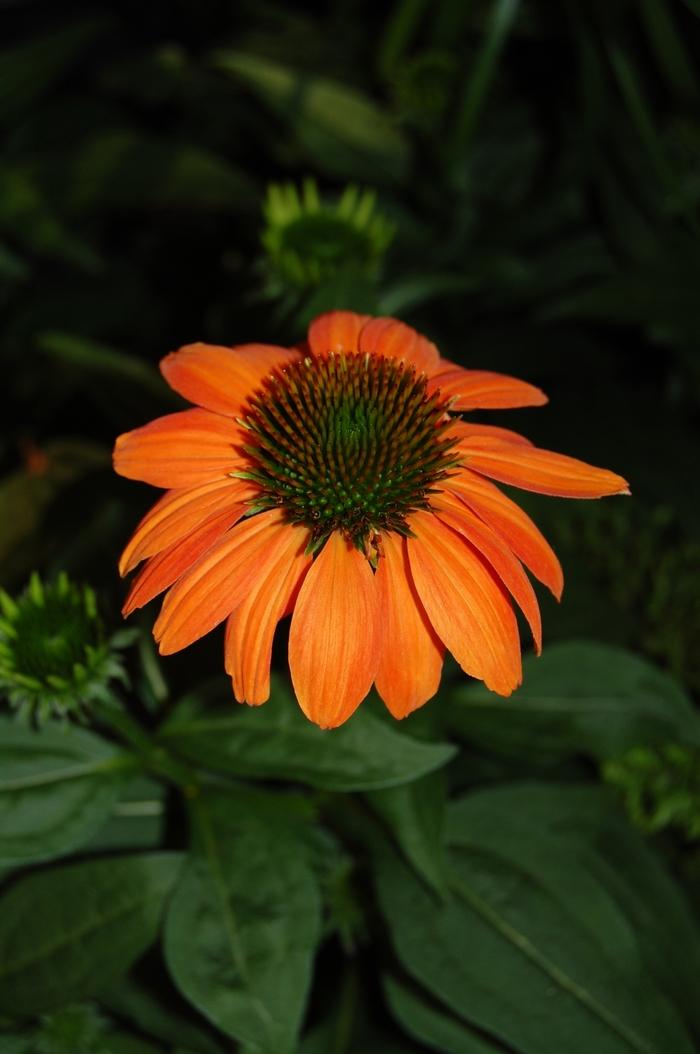 Echinacea purpurea Sombrero Poco&trade; Hot Coral