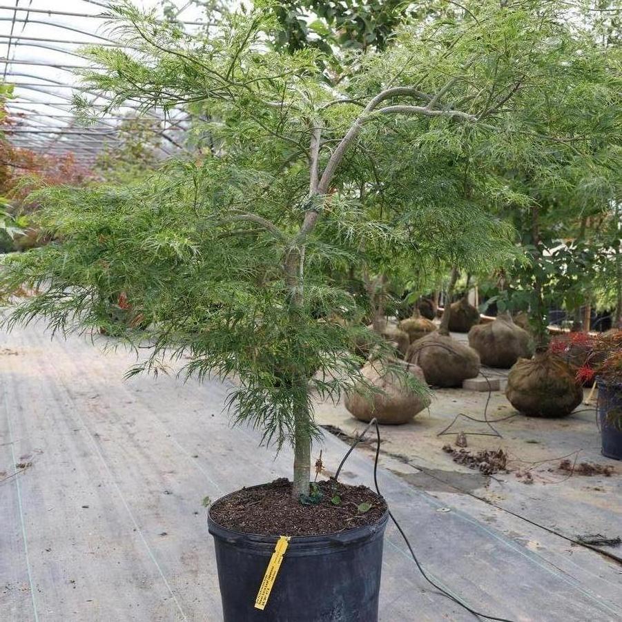 Acer palmatum var. dissectum 'Viridis' - Japanese Maple from Great Lakes Landscape Supply