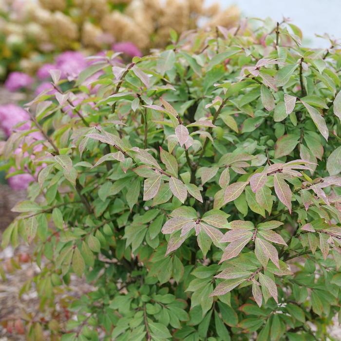 Euonymus alatus Fire Ball Seedless&reg;