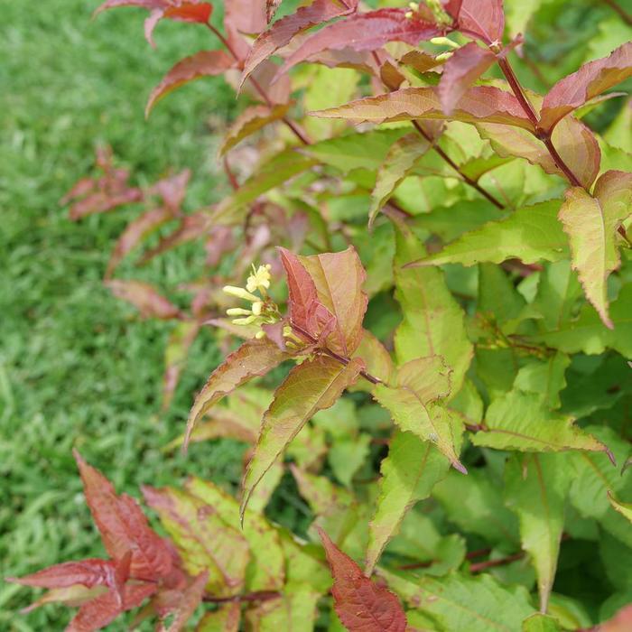 Diervilla x splendens Kodiak&reg; Red 2.0