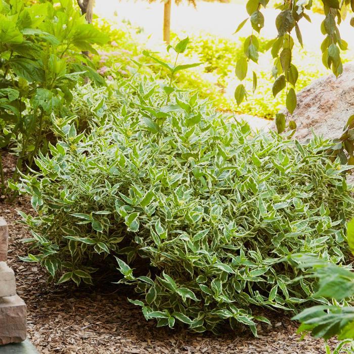 Diervilla sessilifolia Cool Splash&reg;