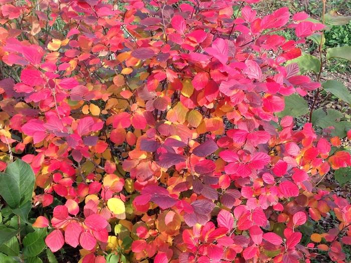 Fothergilla x intermedia Legend of the Fall&reg;