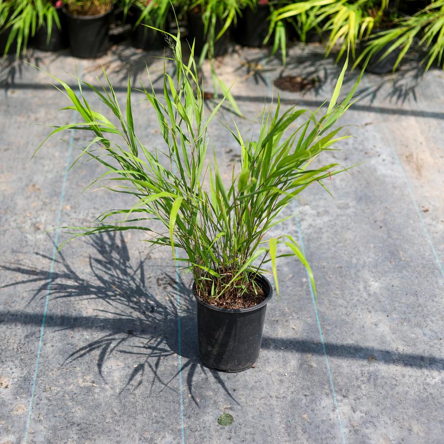 Hakonechloa macra - Japanese Forest Grass from Great Lakes Landscape Supply