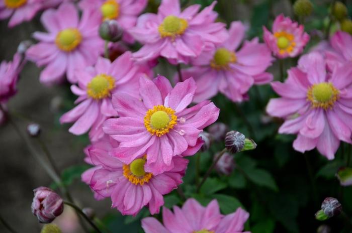 Anemone Curtain Call Pink