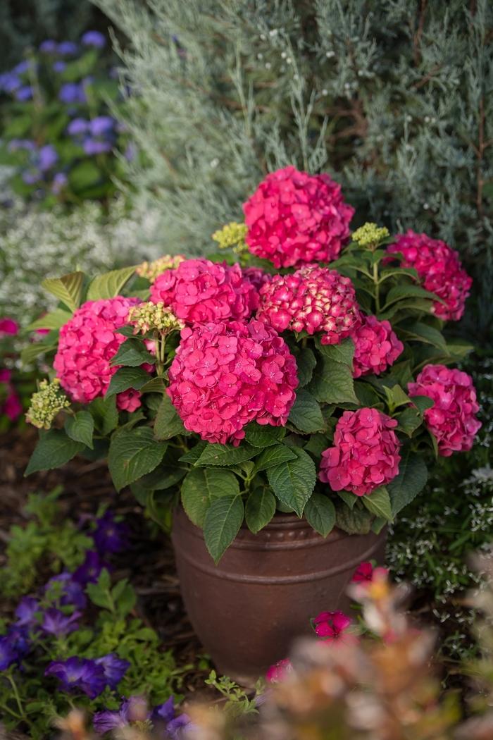 Hydrangea macrophylla Summer Crush&reg;