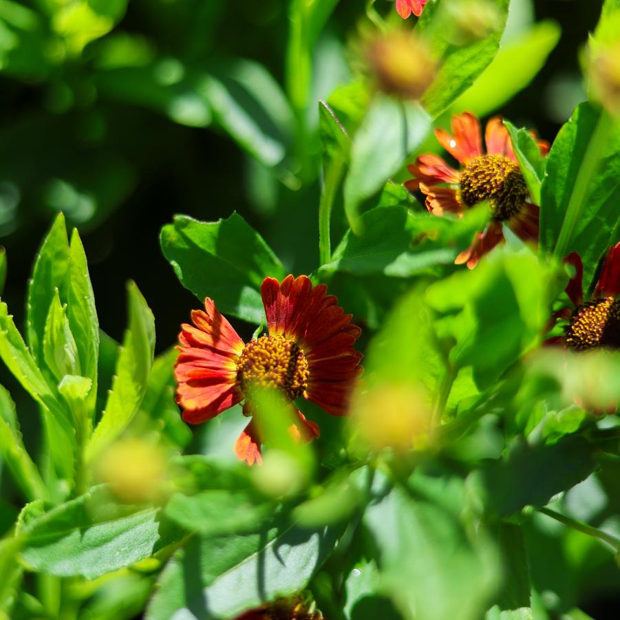 Helenium autumnale Mariachi™ 'Salsa' - Helen's Flower from Great Lakes Landscape Supply