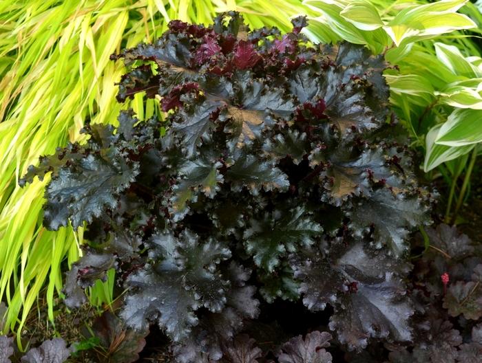 Heuchera Black Taffeta