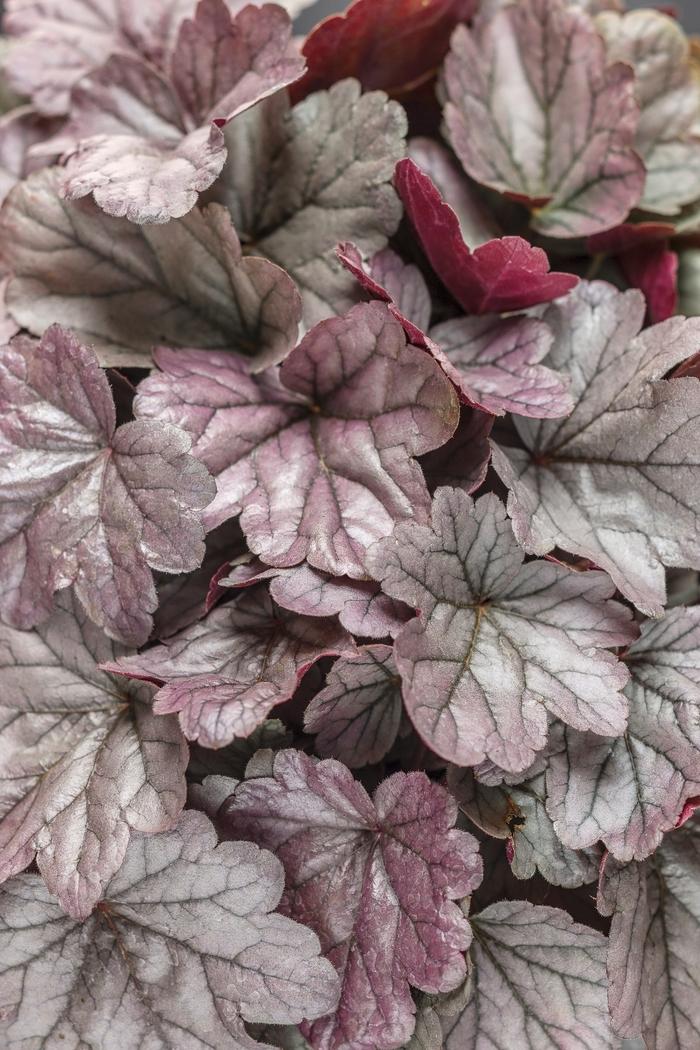 Heuchera Dolce&reg; Silver Gumdrop