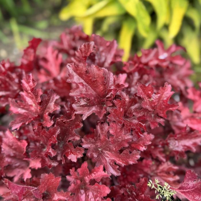 Heuchera Dolce&reg; Cherry Truffles