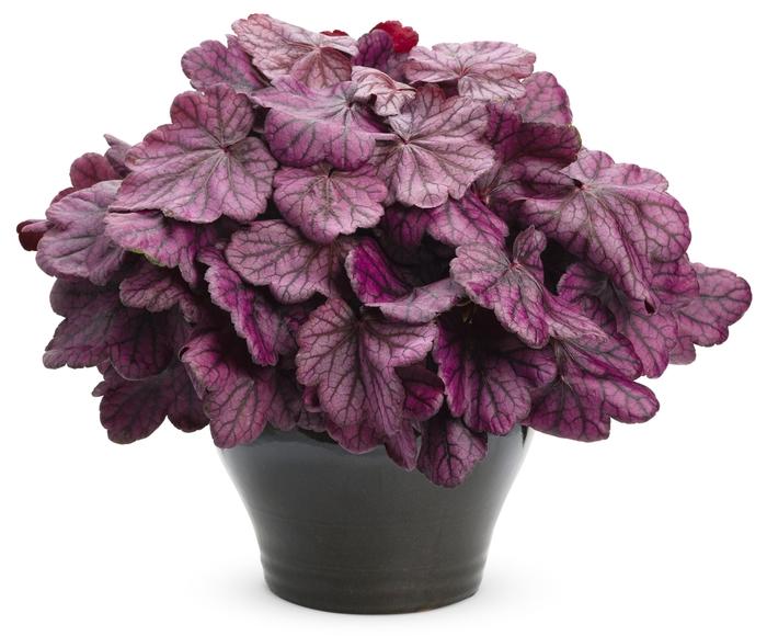 Heuchera Primo&trade; Wild Rose
