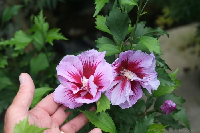Hibiscus syriacus Purple Pillar&reg;