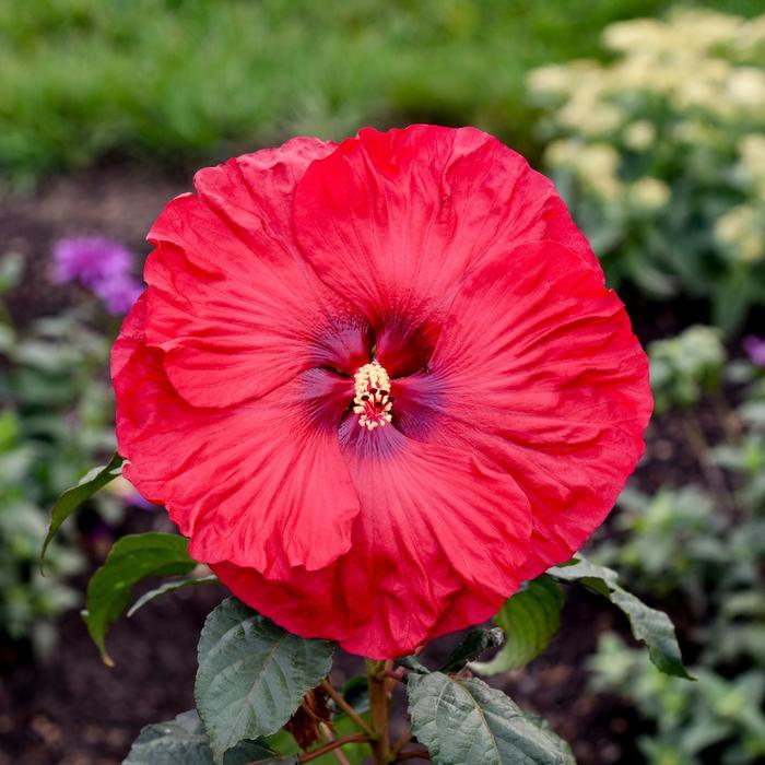 Hibiscus Summerific&reg; Valentine's Crush