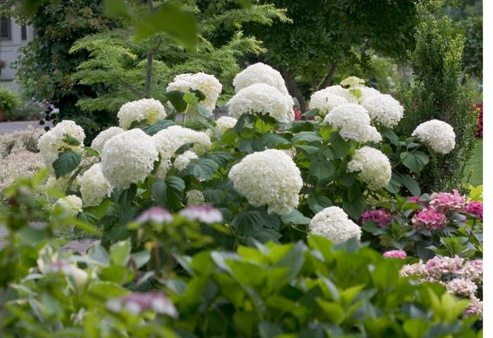 Hydrangea arborescens Incrediball&reg;