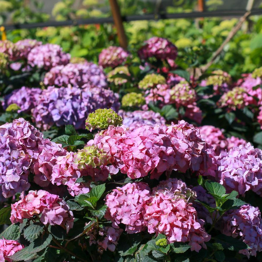 Hydrangea macrophylla 'BloomStruck®' - Reblooming Hydrangea from Great Lakes Landscape Supply