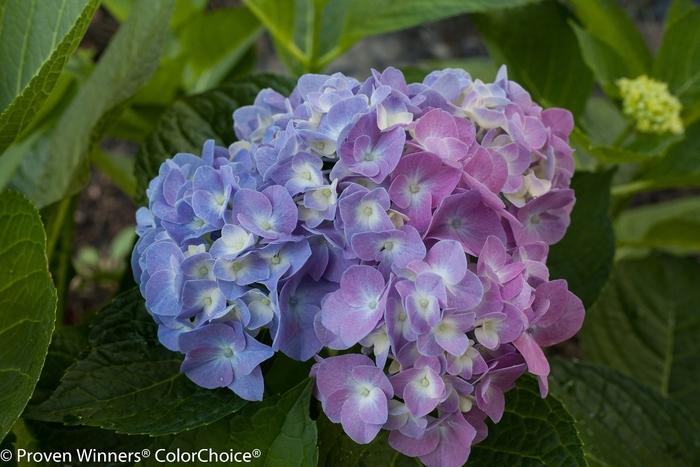 Hydrangea macrophylla Let's Dance&reg; Blue Jangles&reg;