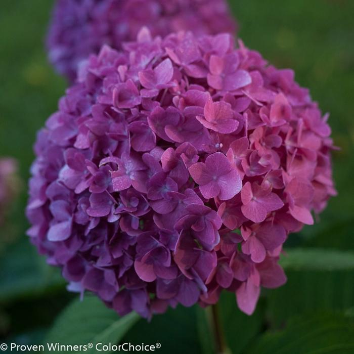 Hydrangea macrophylla Let's Dance&reg; Rave&reg;
