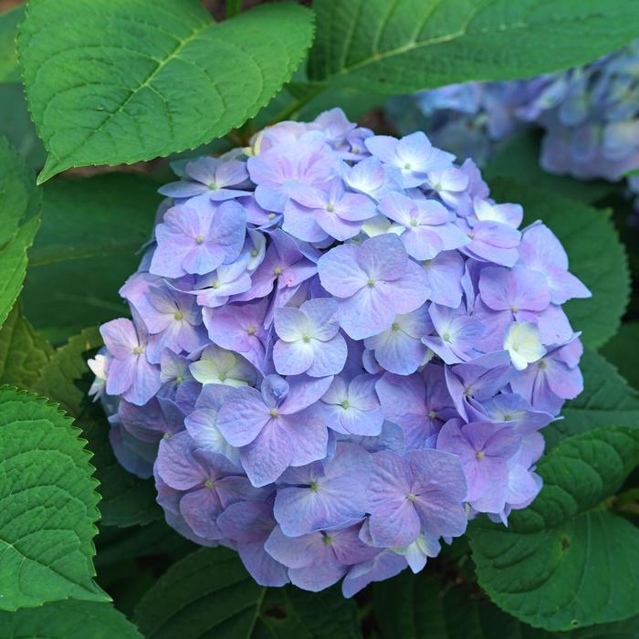 Hydrangea macrophylla Let's Dance&reg; Sky View&reg;