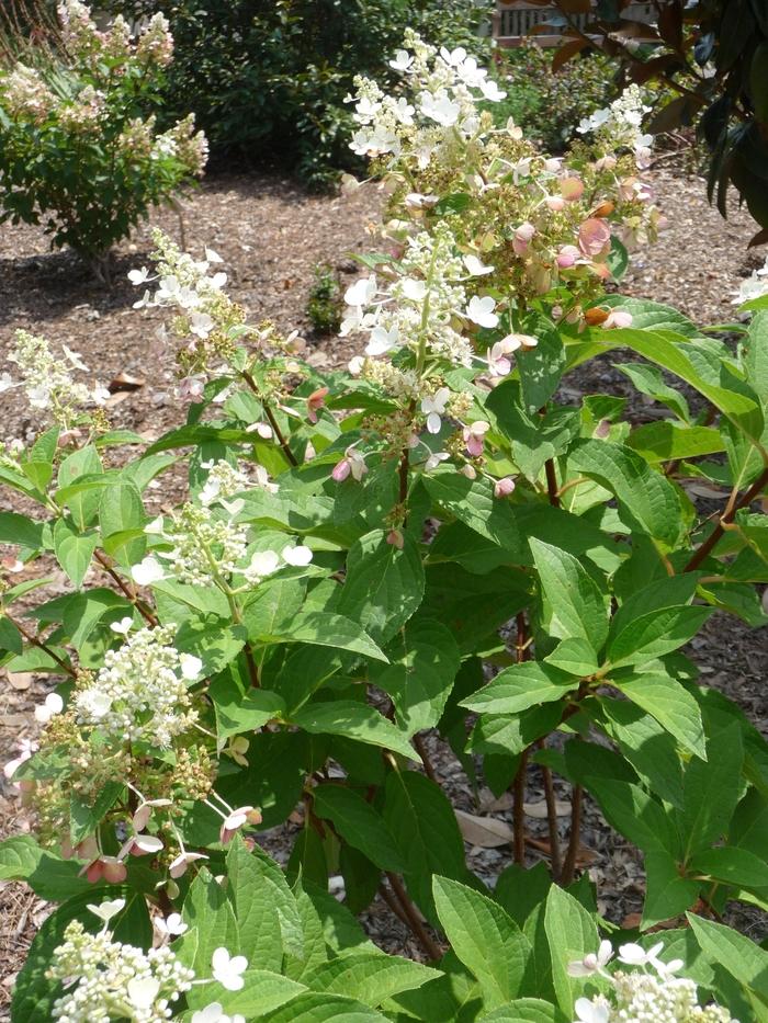 Hydrangea paniculata Pinky Winky&reg;