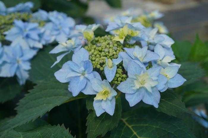 Hydrangea serrata Tuff Stuff Ah-Ha&reg;