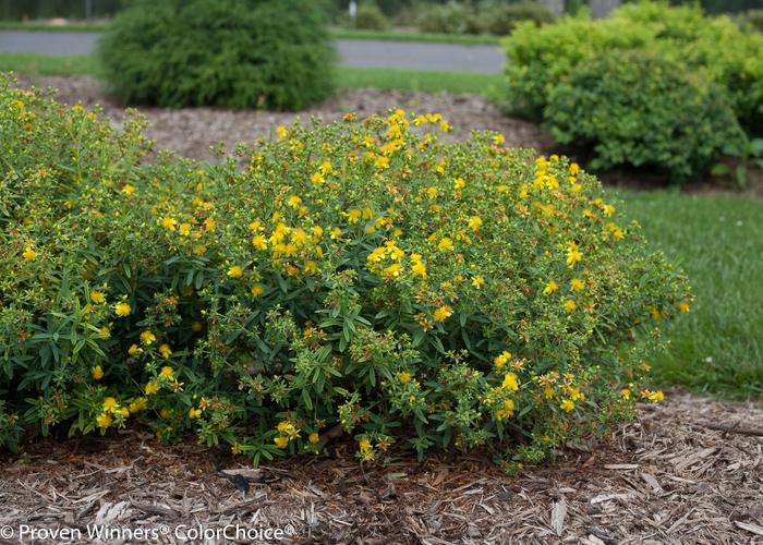 Hypericum kalmianum Blues Festival&reg;
