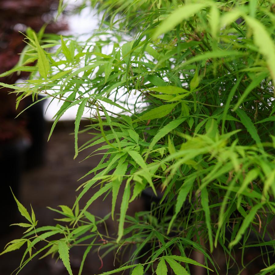 Acer palmatum 'Koto maru' - Japanese Maple from Great Lakes Landscape Supply