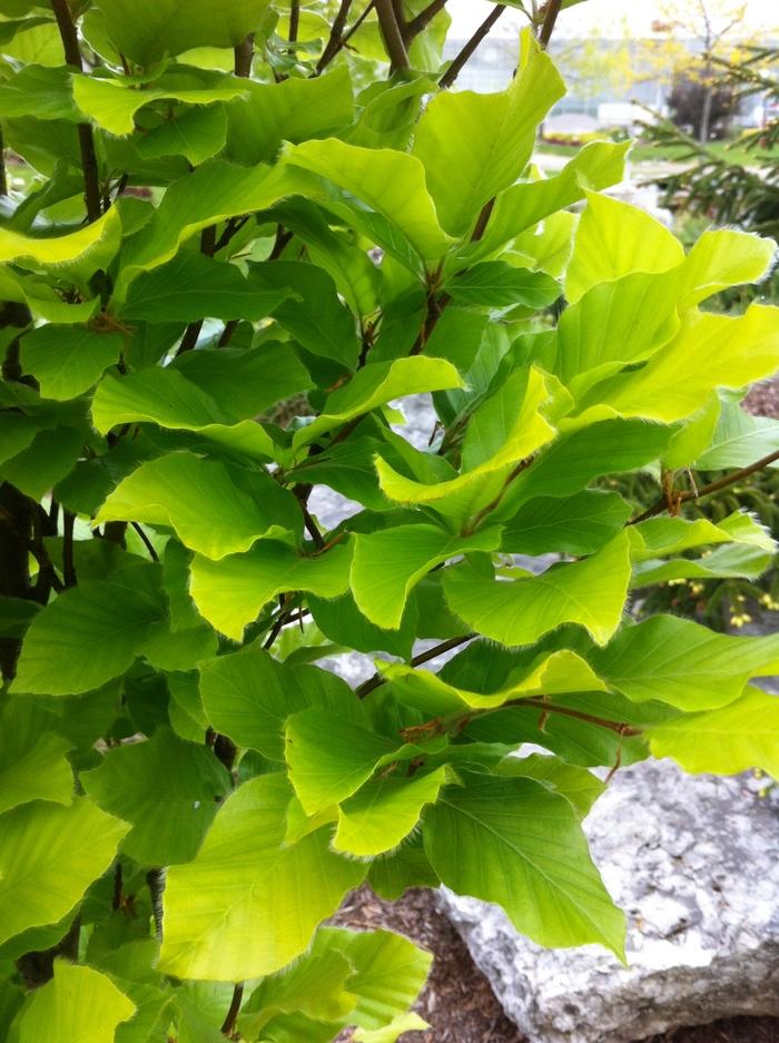 Fagus sylvatica Dawyck Gold