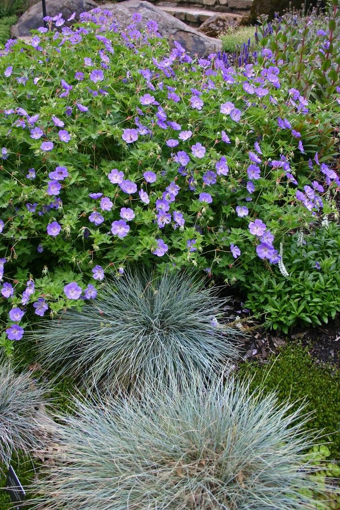 Festuca glauca Boulder Blue