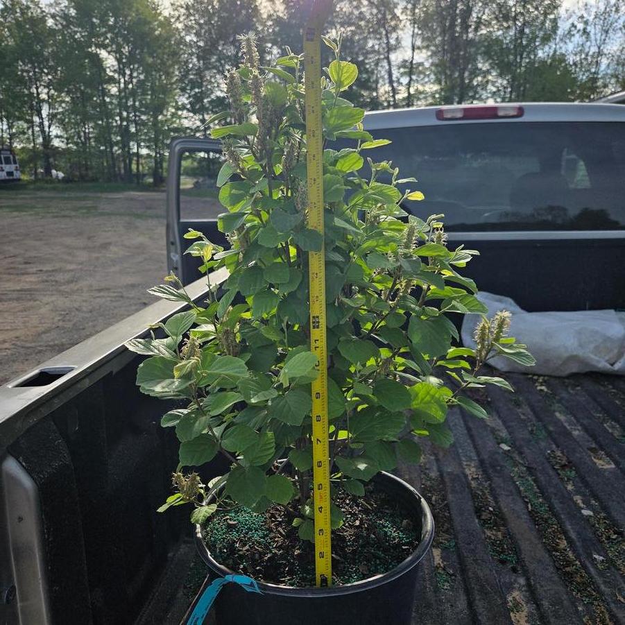 Fothergilla major 'Mount Airy' - Mount Airy Fothergilla from Great Lakes Landscape Supply